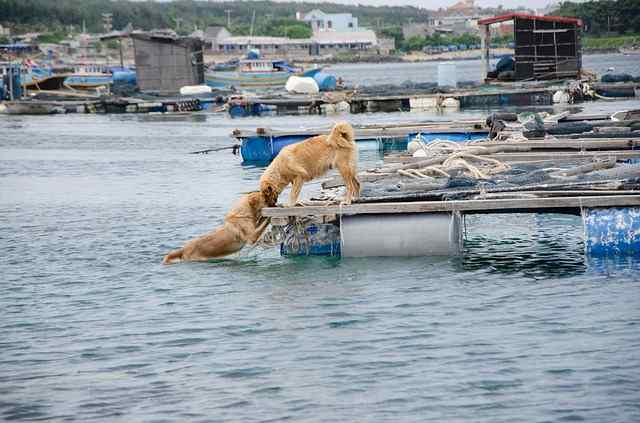 dog trying to get his friend out 